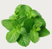 Mint Leaves, Packaging Type : Plastic Bag, Glass Jar