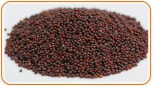 Mustard Seeds, Color : Varies for Culinary, Medicinal