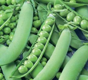 Frozen Garden Peas, Color : Bright Green