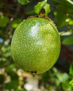Passion Fruit
