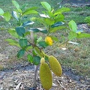 All Time Jackfruit Plant