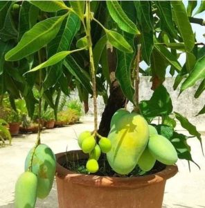 All Time Mango Plant