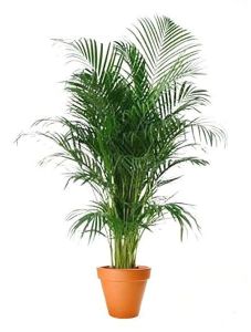 Areca Palm Plant For Ornamental