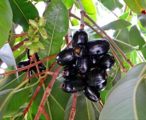 Black Jamun Plant