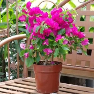 Bougainvillea Plant For Garden, Other Necessities : Well Watered