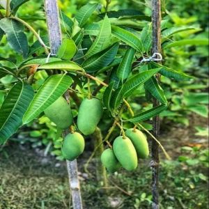 Full Sun Exposure Green Katimon Mango Plant