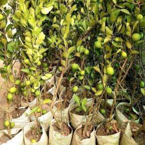 Full Sun Exposure Yellow Kolkata Pati Lemon Plant