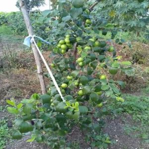 Green Apple Ber Plant