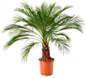 Green Phoenix Palm Plant