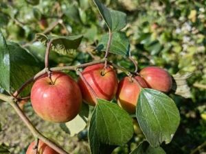 Kashmiri Apple Ber Plant