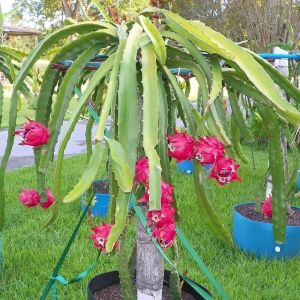 Red Dragon Fruit Plant
