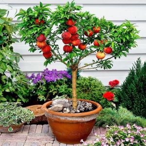 Red Water Apple Plant