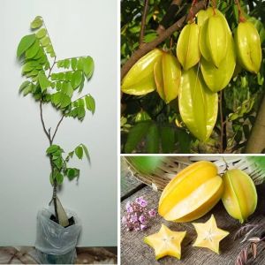 Star Fruit Plant