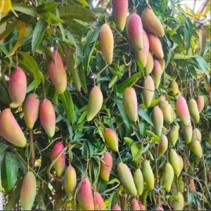 Thai Banana Mango Plant