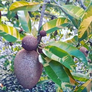 Variegated Chikoo Plant