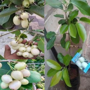 White Jamun Plant