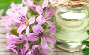 Rose Geranium Oil