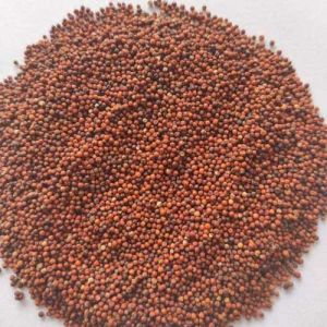 Finger Millet, Packaging Size : 50Kg, 25kg, Grade : Food Grade