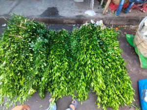 Natural Kamini Leaves, Brand Name : Bera Enterprise Agro