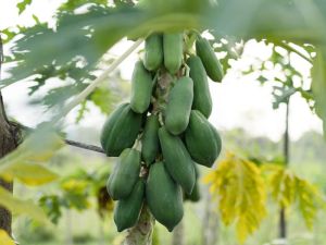 Natural Organic Green Papaya for Food