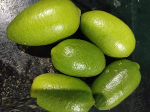 A Grade Fresh Assam Lemon