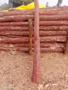 Red Sandalwood Logs