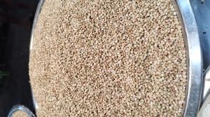 50 Kg Fasting Food Kuttu Buckwheat Seeds for Flour, Cooking, Pakoda