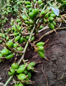 Green Cardamom Pods