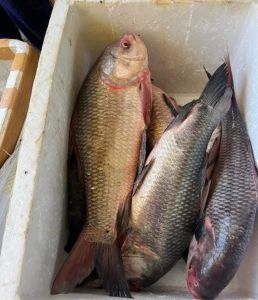 Catla Fish, Color : Brown, Creamy Dried, Fresh