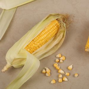 Sweet Corn Sweet Corn
