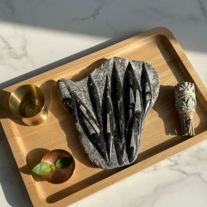 Natural Orthoceras Fossil Plate Kuber Stone