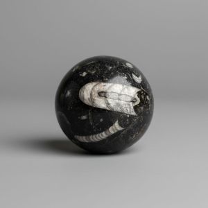 Polished Orthoceras Ammonite Fossil Sphere Kuber Stone