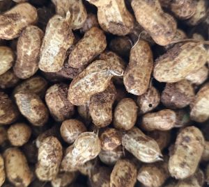 Organic Fresh Shelled Peanuts, Brand Name : Ammu'S Farm Products