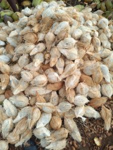 Natural Coconut, Color : Brown for Food