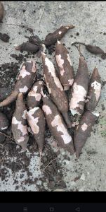 Tapioca, Color : Red 100gram to 1kg, Packaging Type : Loose Bag