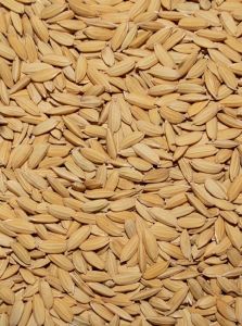 Indian Paddy Rice, Packaging Type : PP Bag, Plastic Bags for Bird Feed