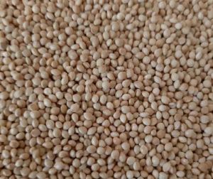 Natural White Millet Seed, Seed Type : Hybrid