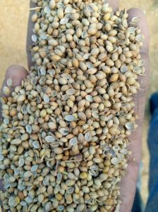 Organic Coriander Seeds