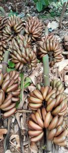 Organic Fresh Red Banana for Human Consumption