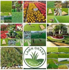 Multicolor Round Color Coated Designer Ceramic Pot, For Plantation, Style : Modern