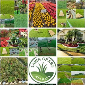 Nursery Plants, Color : Green