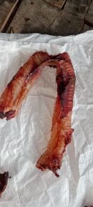 Golden Color Ox Gallstone, Color : Brown, Purity : 99%