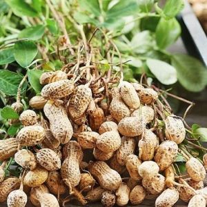 Whole Groundnut Seeds, Shell Type : Shell-on