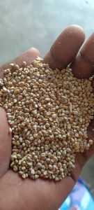 Organic Pearl Millet, Seed Type : Hybrid, Grade : Feed Grade