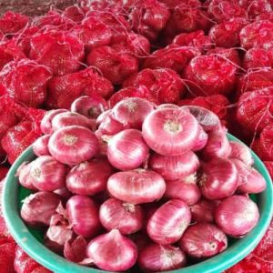 Fresh Large Red Onion