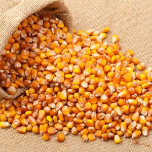 Unprocessed Yellow Maize Seeds