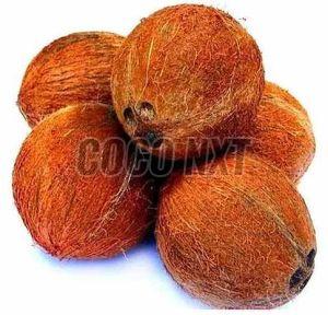 Whole Husked Mature Coconut, Color : Brown