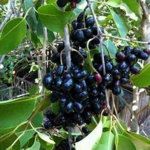 Natural Jamun Plants for Plantation, Plant Height : 2-2.5 Feet