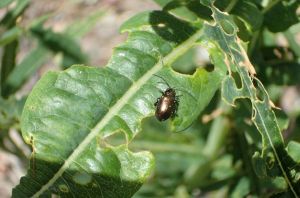 Bio Insecticide, Color : White to off-white, Packaging Type : Packet