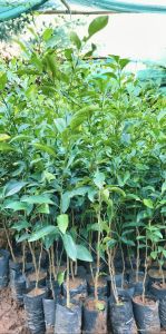 Natural Orange Plant for Garden, Outdoor, Plantation